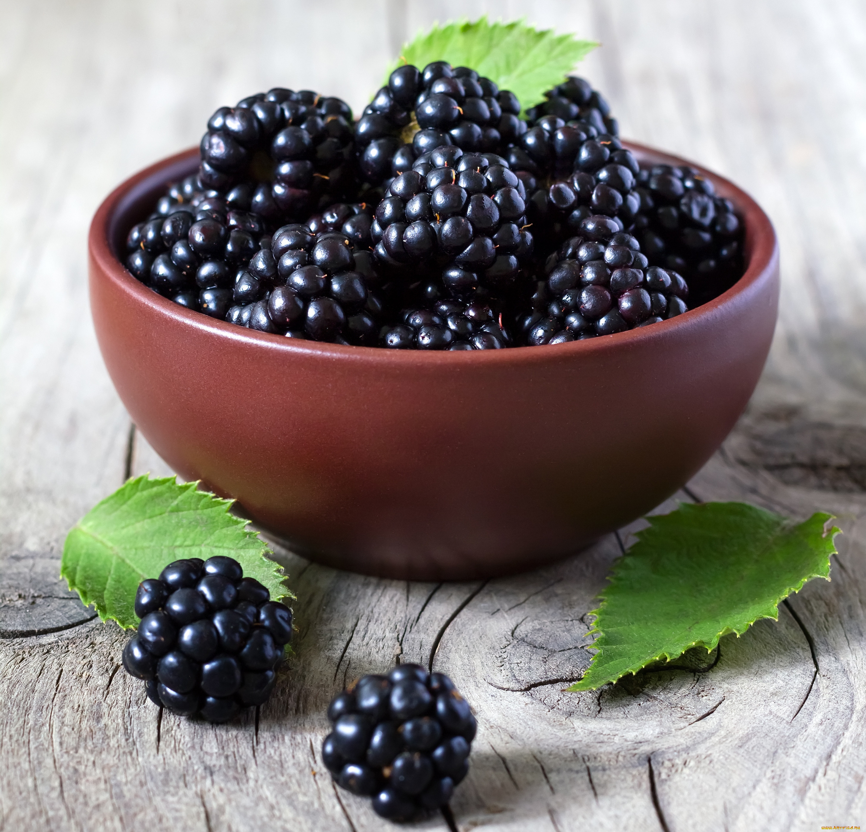 , , , , bowl, , , leaves, blackberries, fresh, berries, 